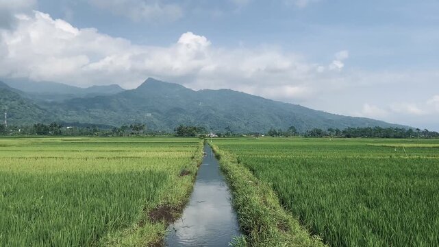 Indonesian scenery morning of rice paddy field with river and mountain village in the background