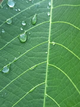 green leaf with drops of water
