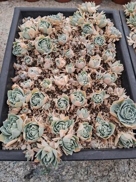 suculenta