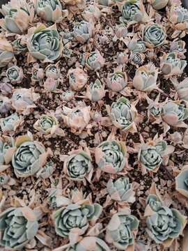 suculenta