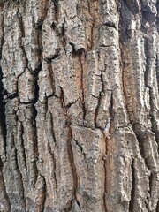 Naklejka premium tree bark texture