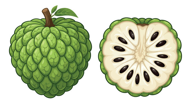 Sweetsop Fruit Illustration With Cutaway View Detailed Vector Design