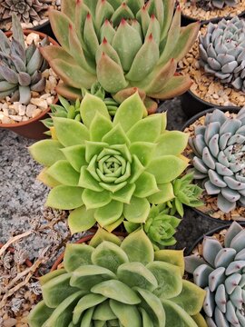 suculenta 