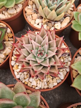 suculenta