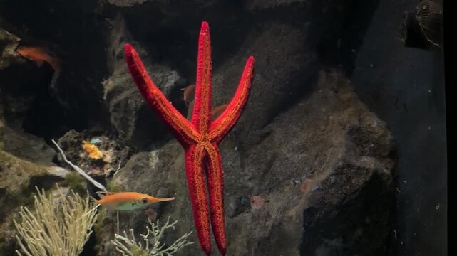 Stella marina in acquario