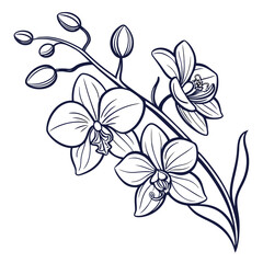 Fototapeta premium exotic orchid vector