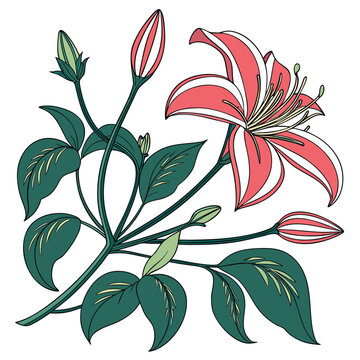 evergreen clematis colorful on white background