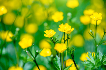 Fototapeta premium Meadow Buttercups grow on a green natural background 