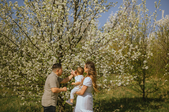 Parents showing blooming tree flowers to curious toddler