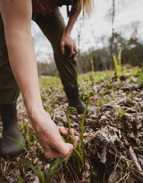 person pics fresh fiddlehead ferns as they sprout in Maine
