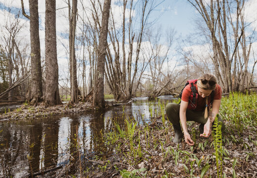 Woman kneels by shallow riverbank, picking fiddlehead ferns