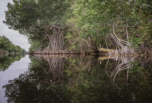 Mangrove trees reflected in quiet water of Everglades National Park