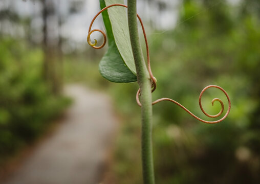 coiled vines and greenery along trail in Everglades National Park.