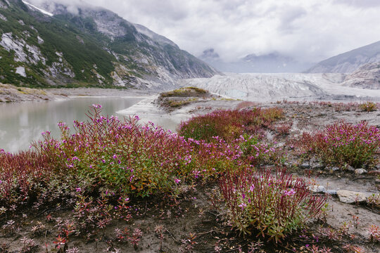 Pink flowers blooming in front of glacier among mountains landscape