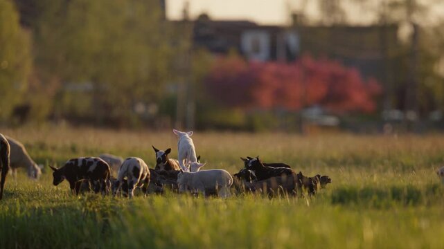 Low angle view in lush pasture of young Dutch Spotted lambs at golden hour
