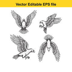 Obraz premium four black and white eagle illustrations in different flying poses vector