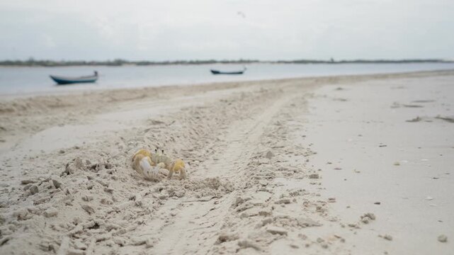 Small crab crawling across sandy beach with fishing boats on calm shoreline at Atins Brazil