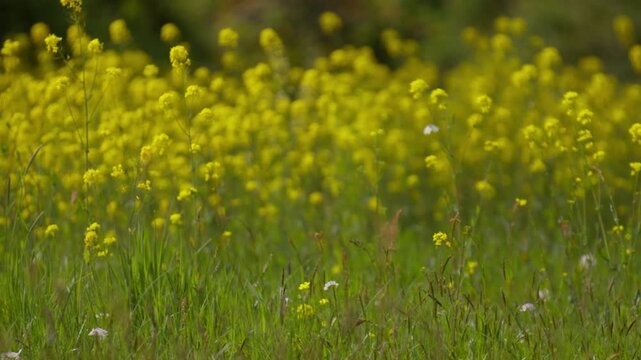 Orange tip butterflies flying among yellow wildflowers in meadow with green grass