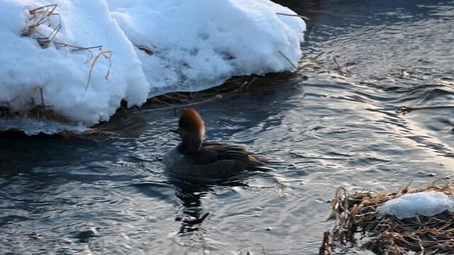 Hooded merganser duck swimming through icy winter stream beside snowy shoreline at Hoover Reservoir