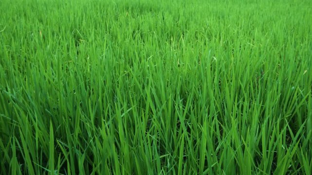Lush Green Rice Paddy Field with Dense Growing Rice Plants During Monsoon Season