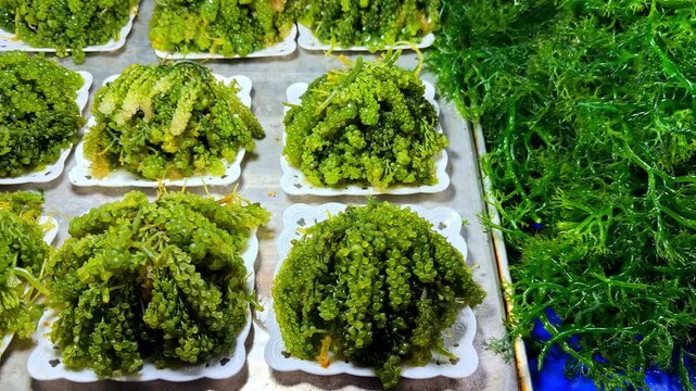 Rows of trays filled with fresh green sea grapes (lato), a type of edible seaweed, are displayed at a market in Surigao City.