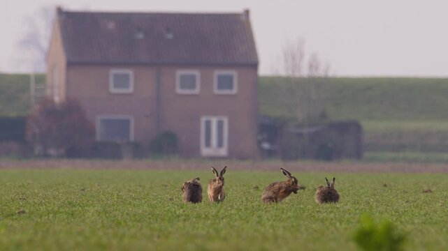 Small collective of hares sitting in a field, one grooming itself, slow motion