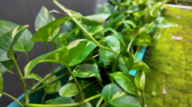Pothos Plant in a Tosca Blue Pot Outdoors
