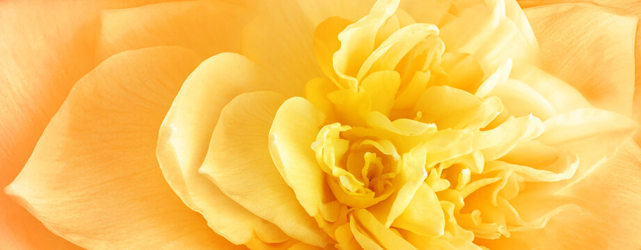 Yellow daffodil flower close-up. Floral spring background. Nature.