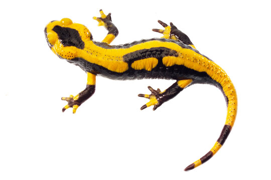 Fire salamander