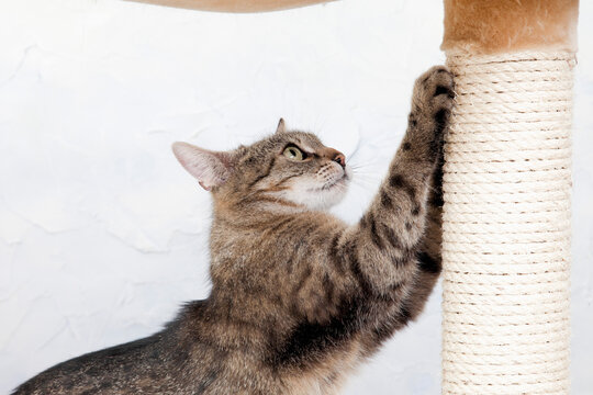 Domestic cat sharpening her claws, side view