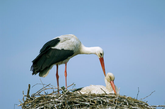 Storks in nest, close-up