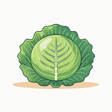 Illustration of a fresh green cabbage
