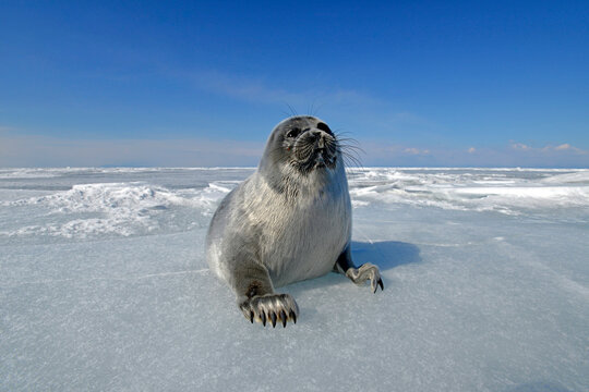 Russia, Lake Baikal, Baikal seal on frozen lake
