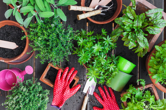 Planting culinary herbs on balcony