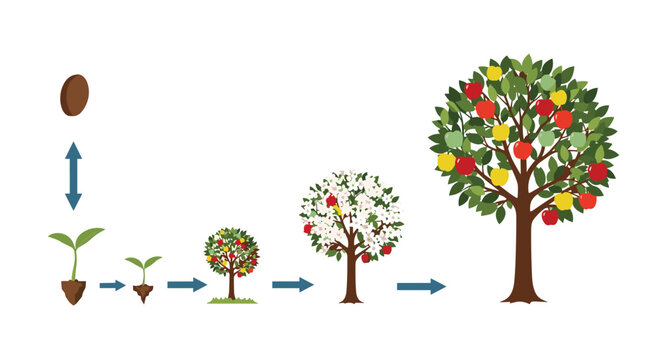 Educational diagram depicting the full life cycle of an apple tree from a single seed to a mature tree blooming with red and yellow fruit.