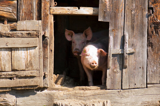 Pigs in stable, close-up