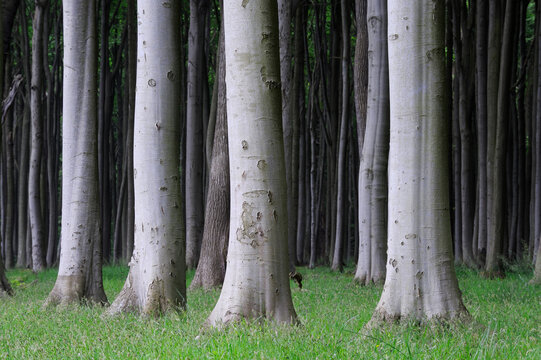 Germany, Mecklenburg-Western Pomerania, treetrunks of beech forest (Fagus)