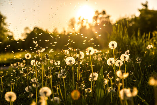 Germany, Bavaria, Summer meadow in evening light