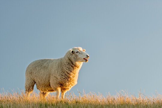 New Zealand, Golden Bay, Wharariki Beach, sheep on top of a ridge in the evening sun