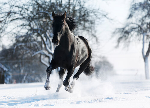 Germany, Baden Wuerttemberg, Black horse running in snow