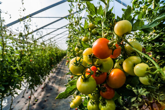 Germany, Organic tomatoes growing in greenhouse