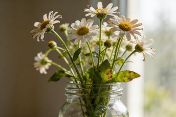 Close-up of white daisies bouquet with green leaves in a glass jar near a window © YiXiong
