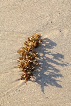 Sargassum Seaweed with Shadow on a Sandy Beach