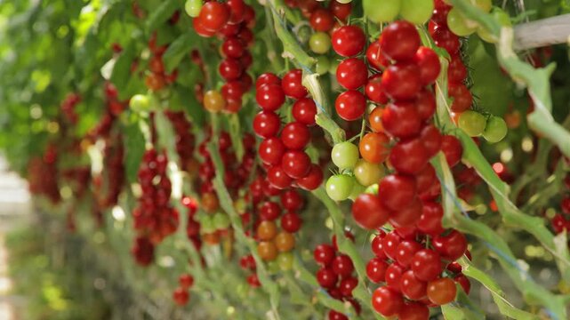 Rows of cherry tomato plants in a greenhouse