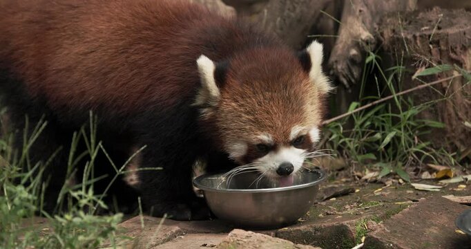 Red Panda Panda Eating In Slow Motion And Going. Ailurus Fulgens Or Lesser Panda Is