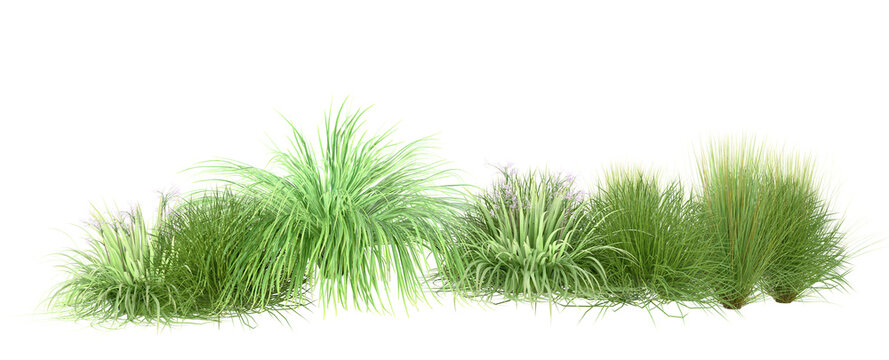 Ornamental grass collection isolated on transparent background, 3D illustration