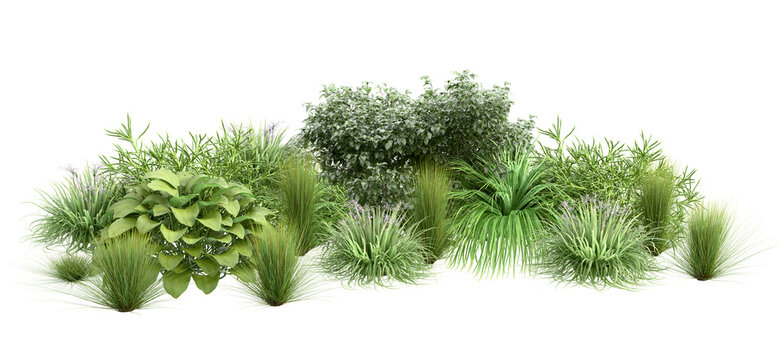 Ornamental grass collection isolated on transparent background, 3D illustration
