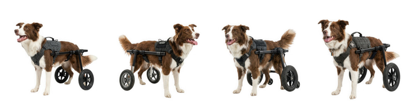 Brown and white dog using a mobility wheelchair harness for disabled pets isolated on transparent background