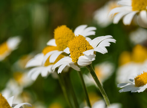 Blooming chamomile Matricaria chamomilla on a blurred background
