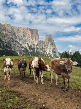 Cows on a meadow in front of the Schlern on the Seiser Alm in the Dolomites, South Tyrol, Italy.